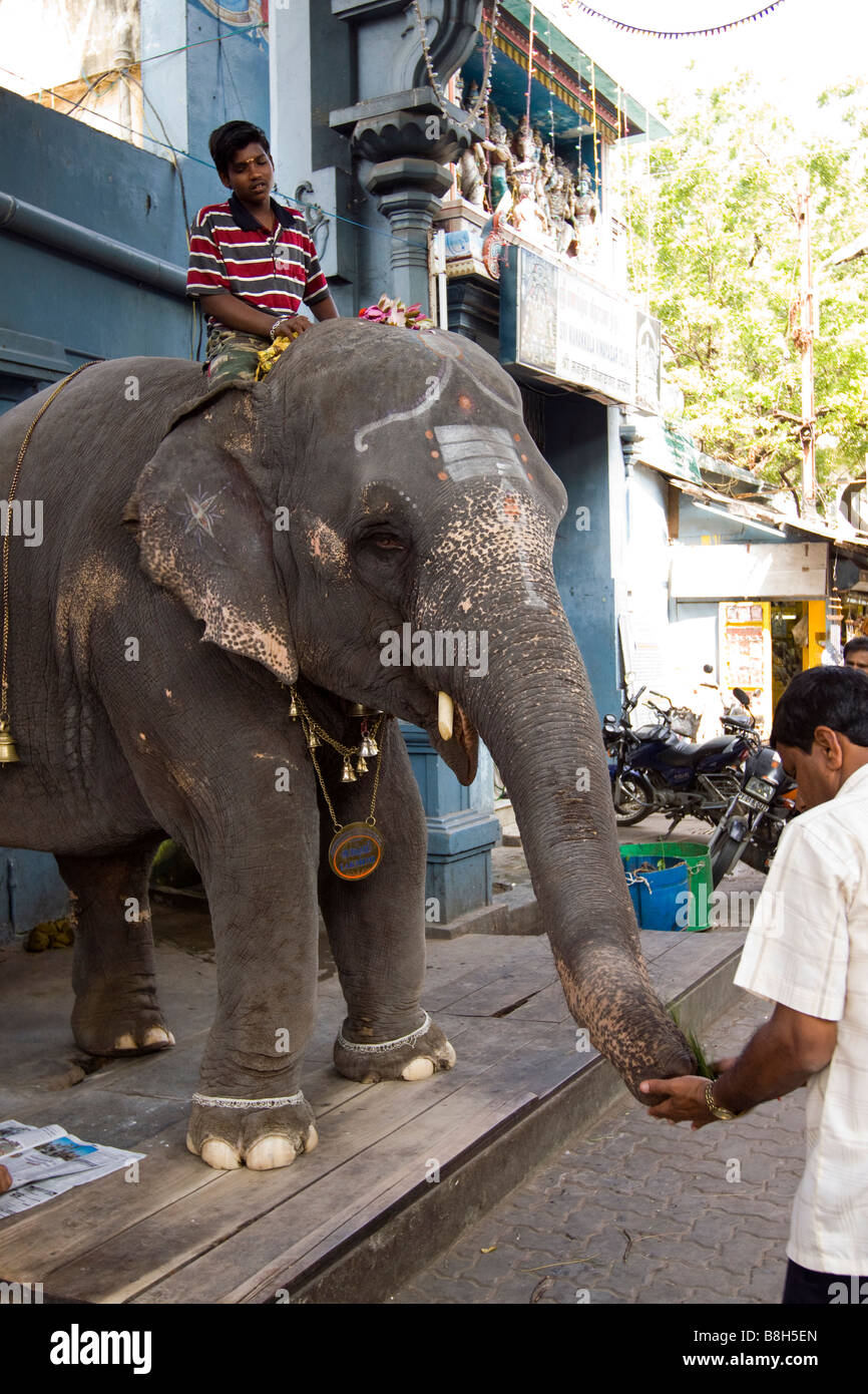 L'Inde Pondicherry Sri Manakula Vinayagar Temple man placing offrant de l'argent dans le tronc de l'éléphant Banque D'Images