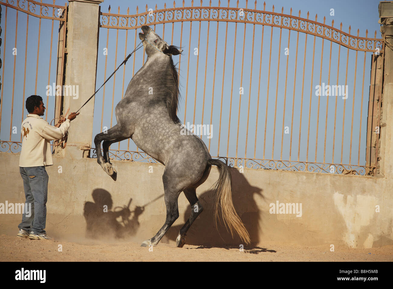 Barb horse - élevage Banque D'Images