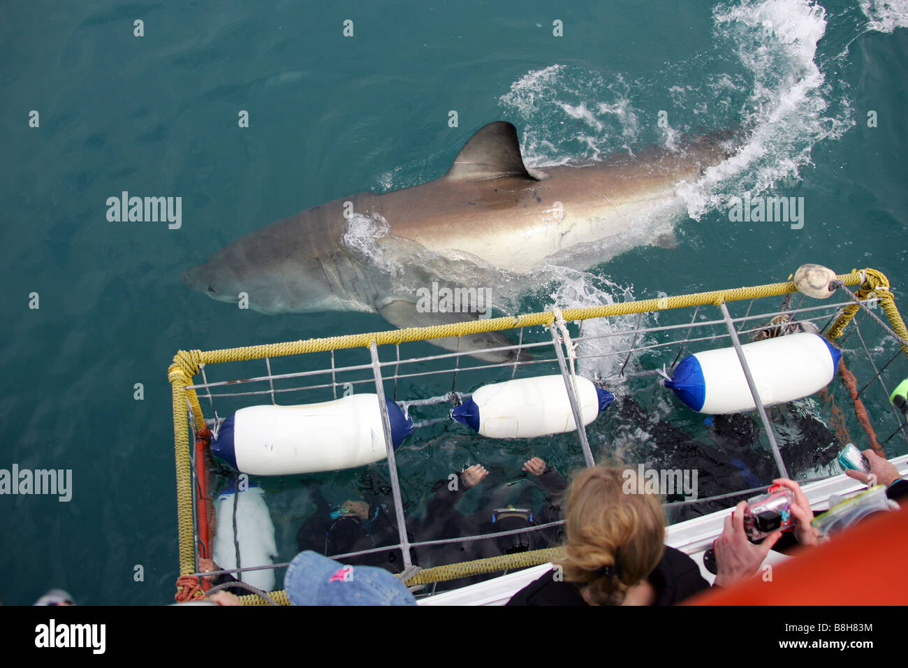 Plongée en Cage avec les requins blancs en Afrique du Sud Photo Stock -  Alamy