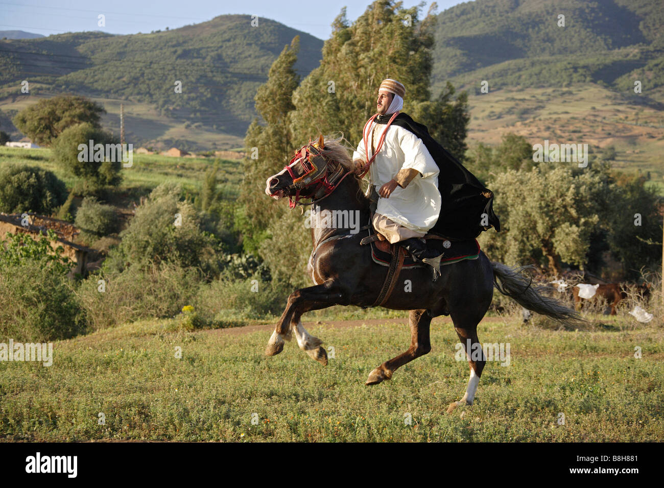 Man riding sur Barb horse Banque D'Images