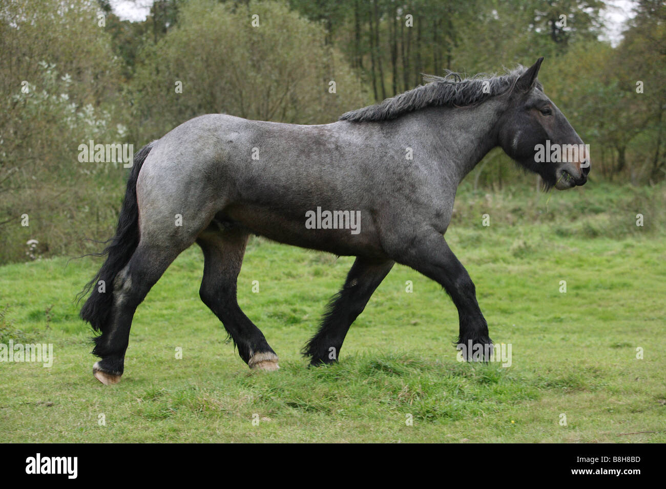 Belgian Heavy Horse - Walking on meadow Banque D'Images