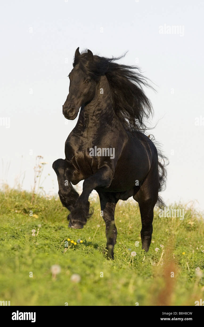 Cheval frison - tournant sur meadow Banque D'Images