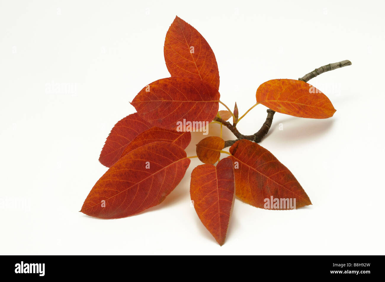L'amélanchier, lisse Shadbush Allegheny (Amelanchier laevis), branche avec des feuilles en couleurs de l'automne, studio photo Banque D'Images