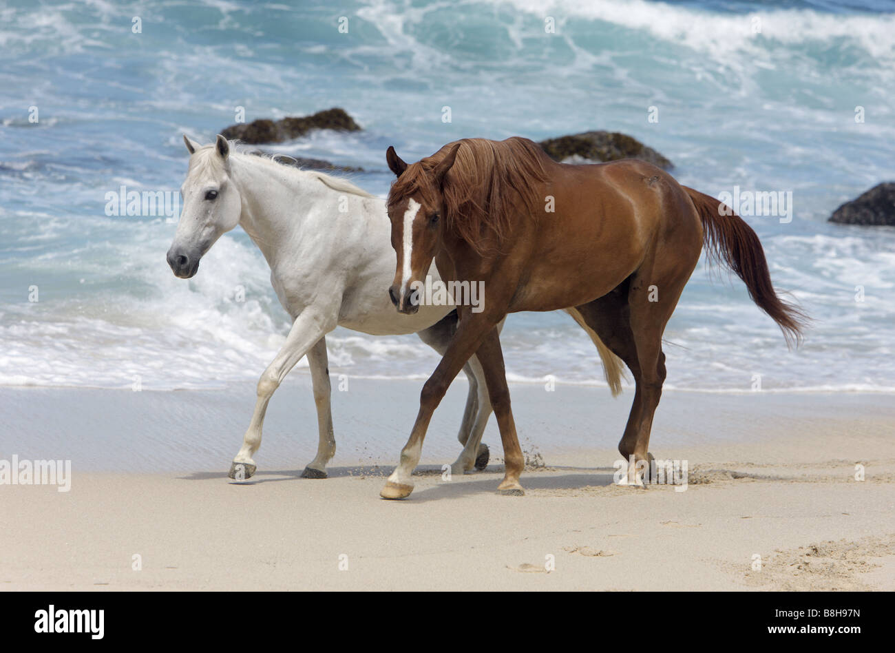 Deux chevaux arabes à la plage Banque D'Images