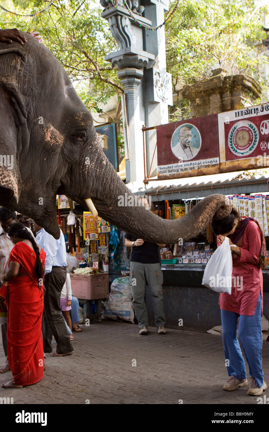 L'Inde Pondicherry Sri Manakula Vinayagar Temple elephant bénédiction adorateur Banque D'Images