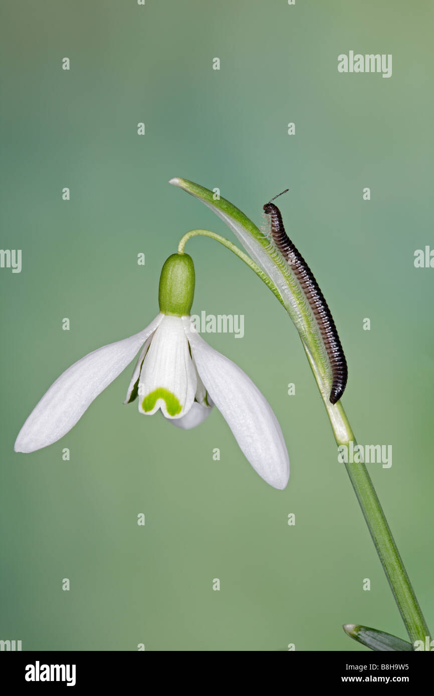 Mille-pattes Tachypodoiulus niger le Snowdrop Galanthus rivalis commun Banque D'Images
