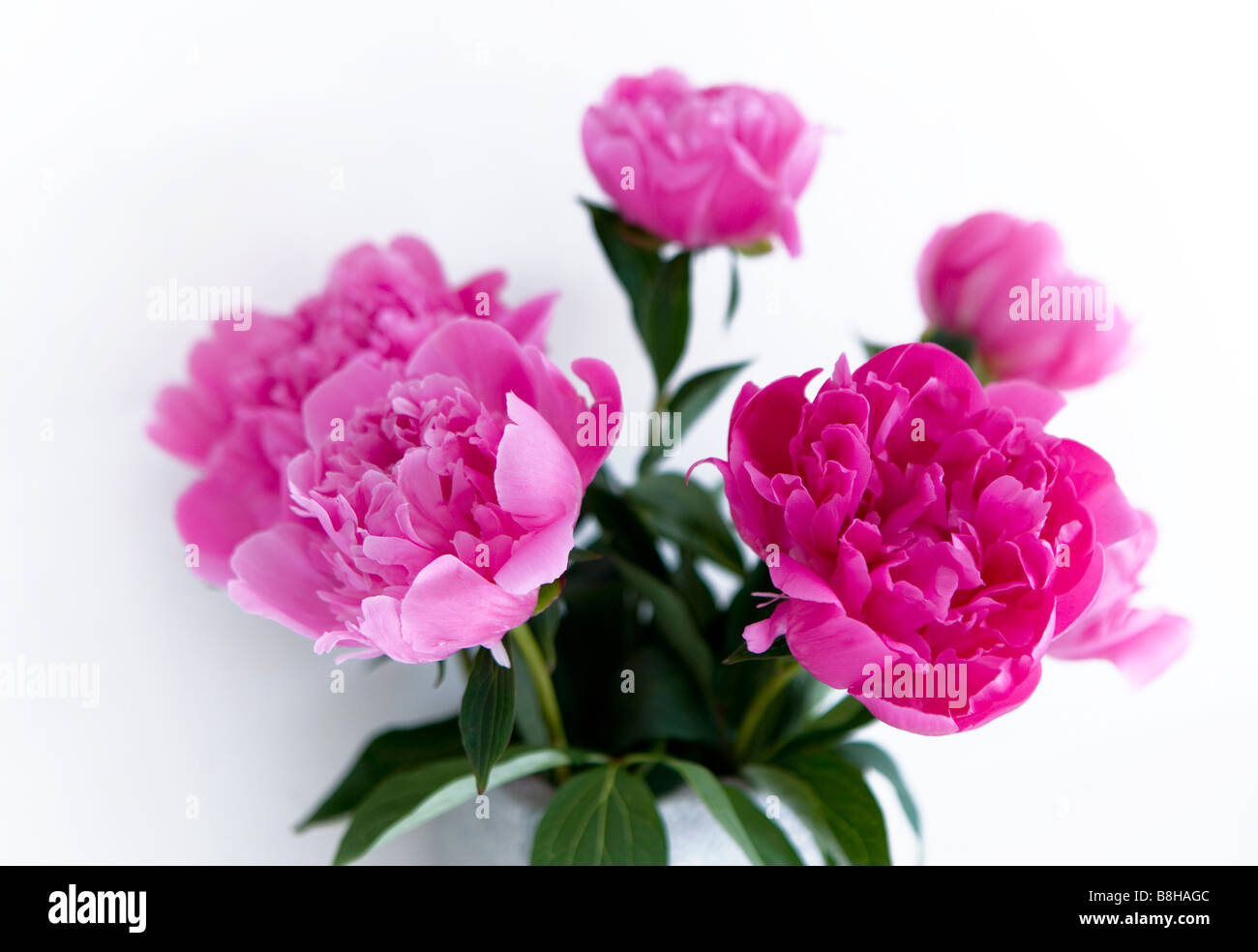 Pivoine rose Nom latin : Paeonia Banque D'Images