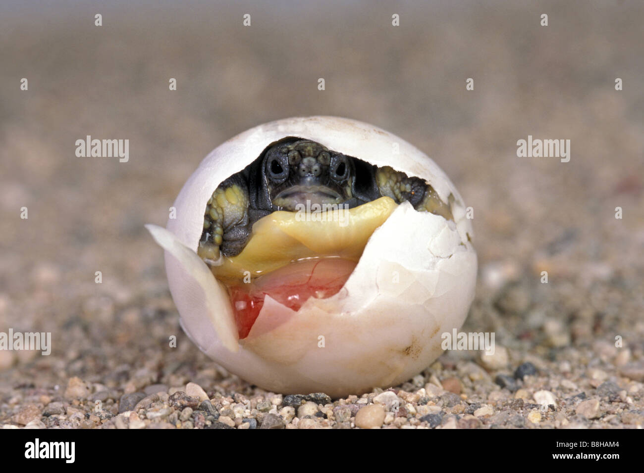 Tortue tortue grecque, Hermanns (Testudo hermanni), l'éclosion de jeunes Banque D'Images