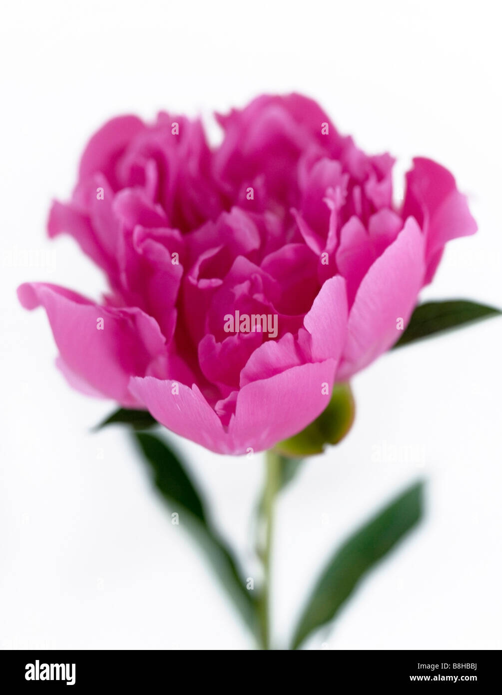 Pivoine rose Nom latin : Paeonia Banque D'Images