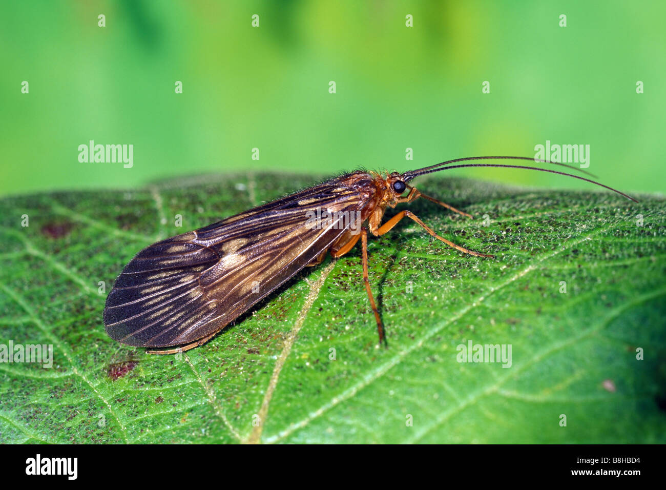 Caddis Fly (Potamophylax cingulatus) on leaf Banque D'Images