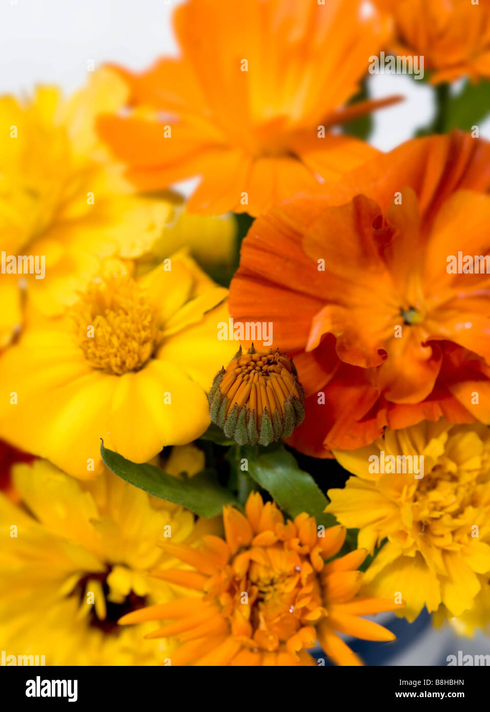 Gros plan des soucis et des coquelicots de Californie contre un fond blanc Banque D'Images