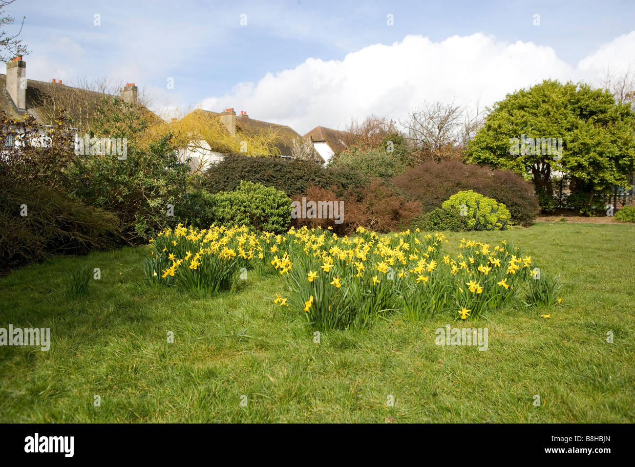 Les jonquilles au printemps dans un parc Banque D'Images