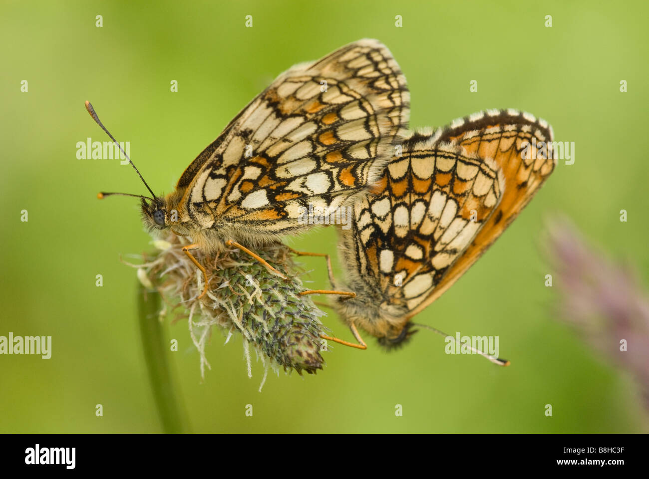 Heath Fritillary Accouplement de papillons Banque D'Images