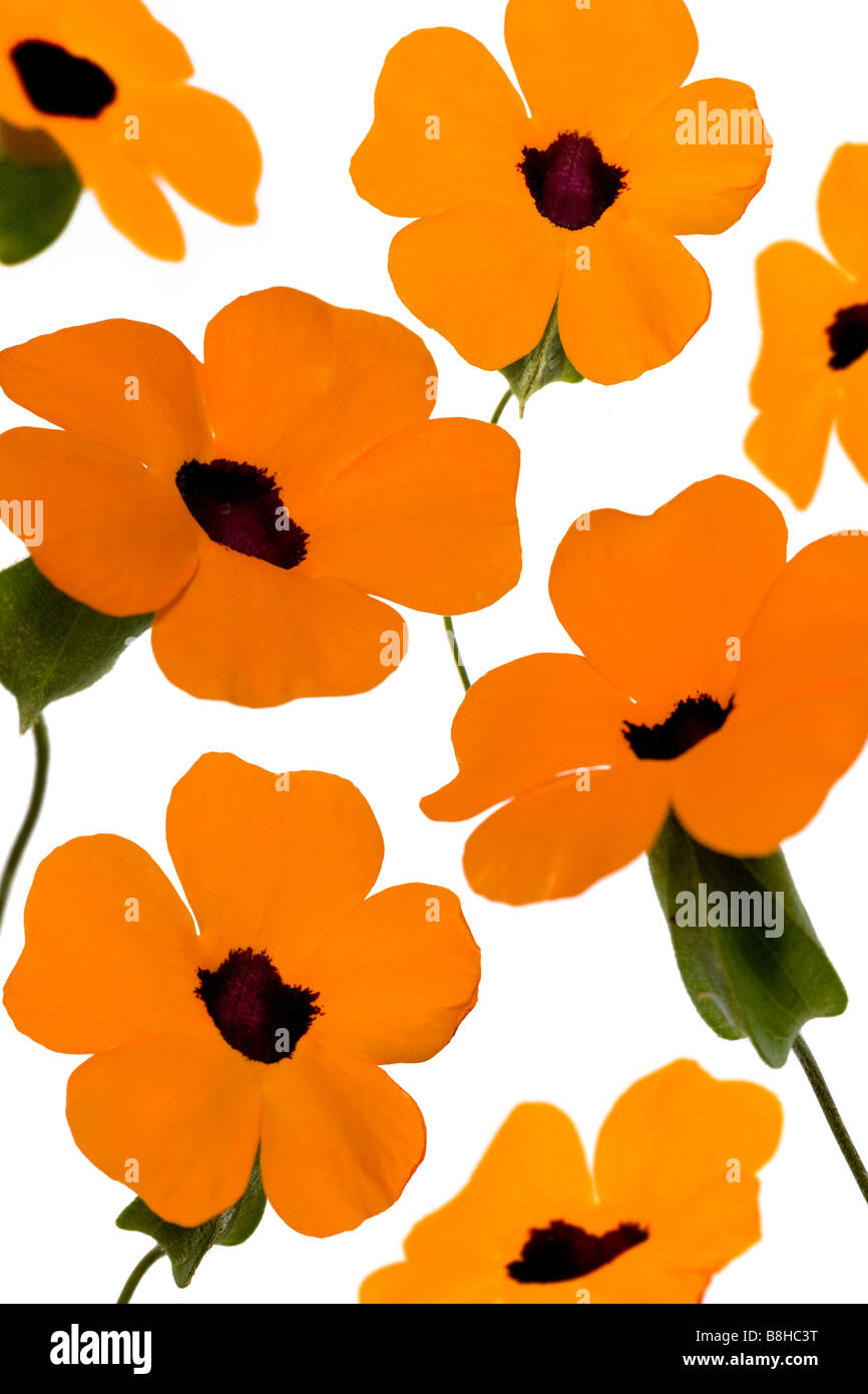 Photomontage de fleurs orange Banque D'Images