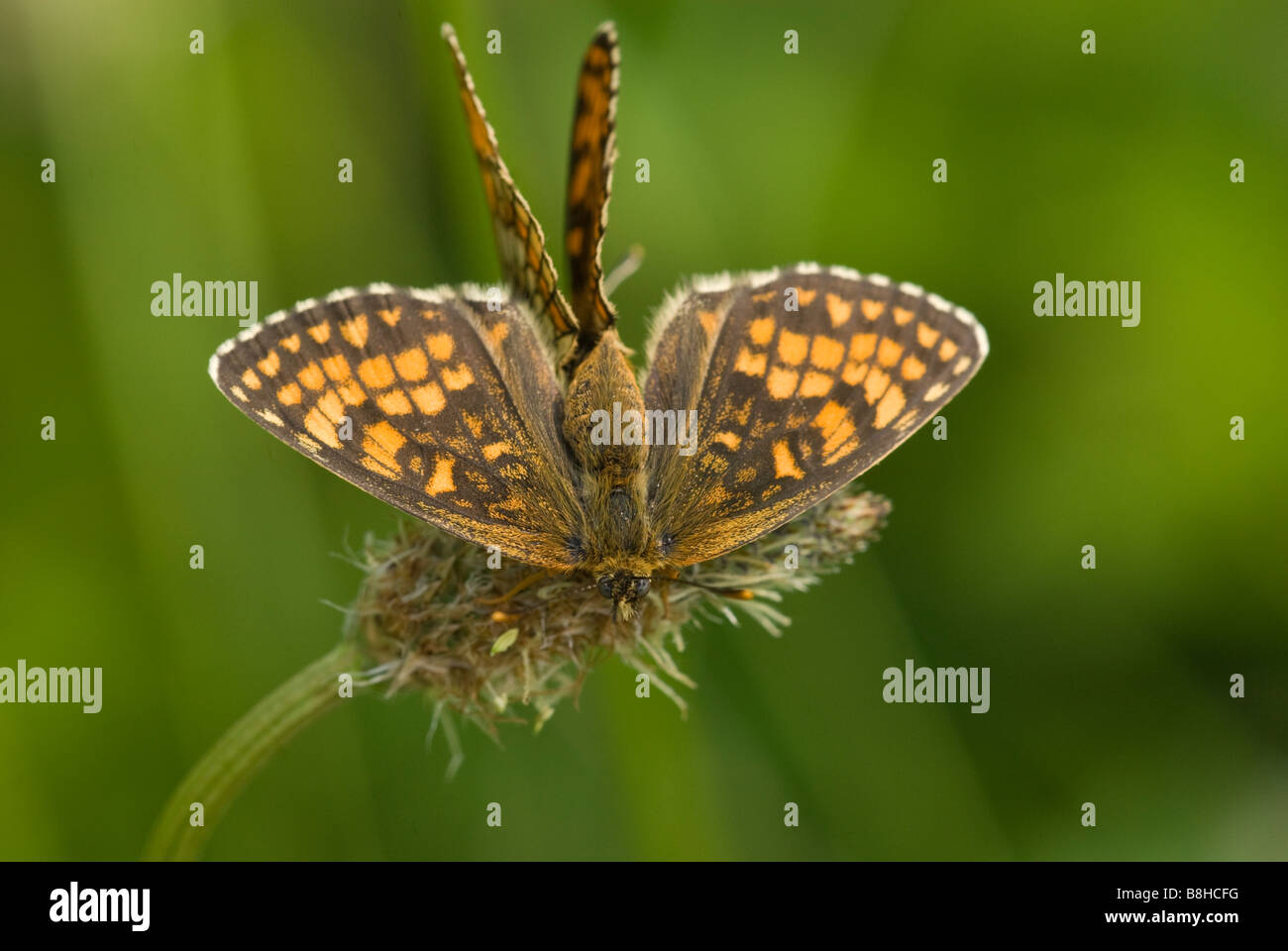 Heath Fritillary Butterfly Banque D'Images