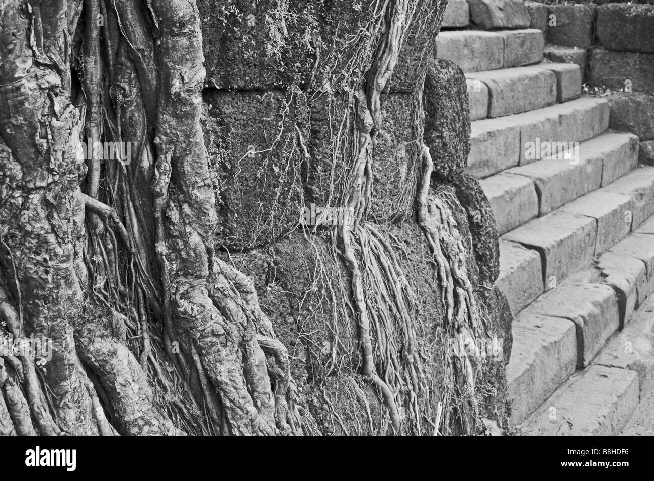 Racines de l'arbre Banyan s'implanter à Champassak, le sud du Laos. Banque D'Images