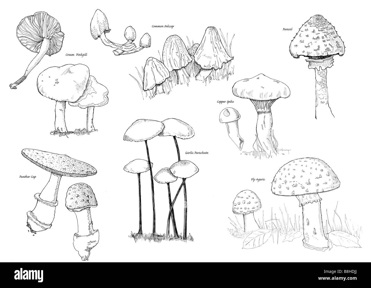 Plume et encre illustration de champignons britannique Banque D'Images