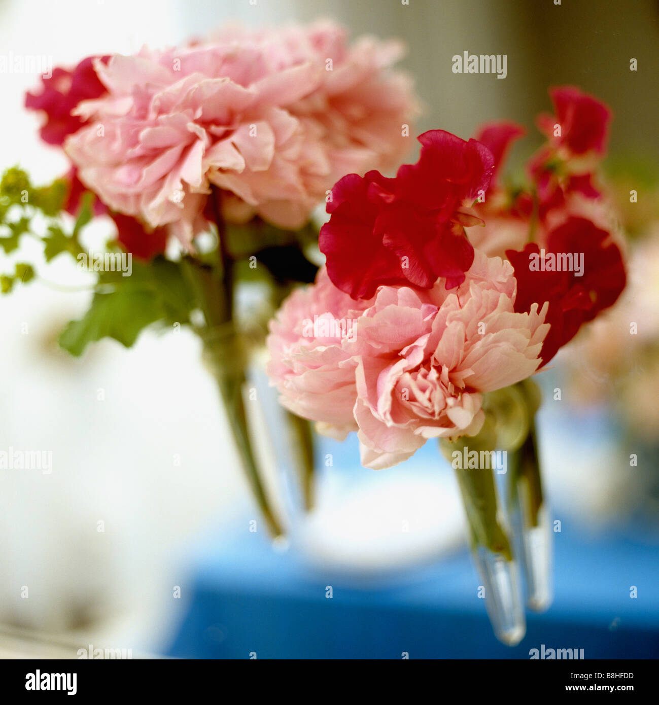 Les Pivoines rose et rouge en sweetpeas vases à tige unique Banque D'Images