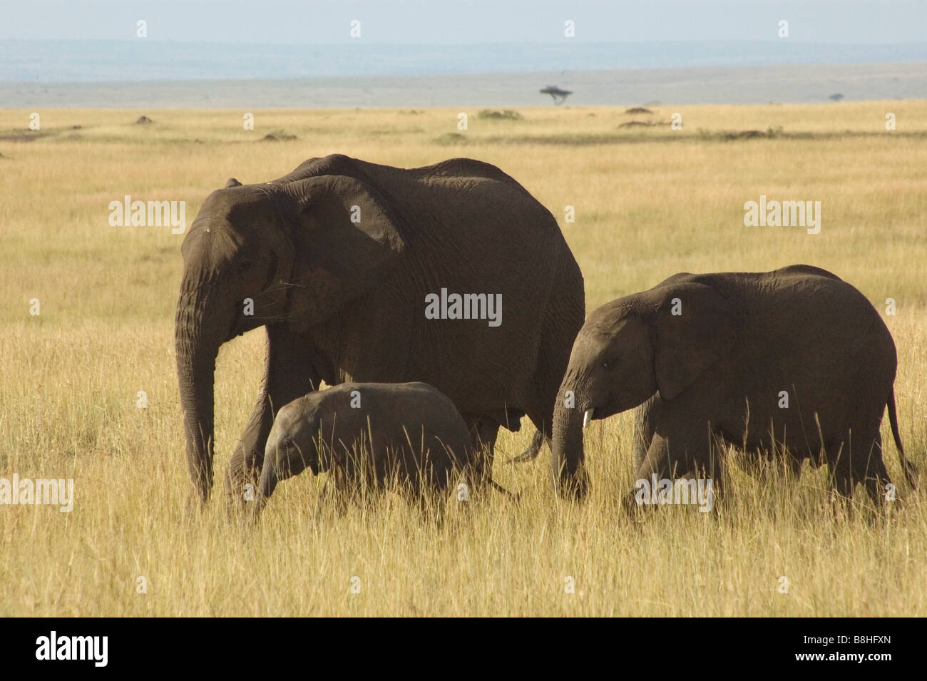 Les éléphants dans le Masai Mara, KENYA Banque D'Images