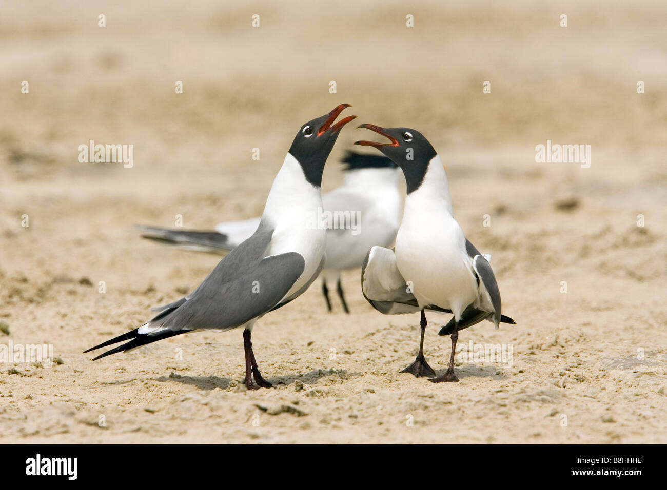 Mouette atricille Banque D'Images