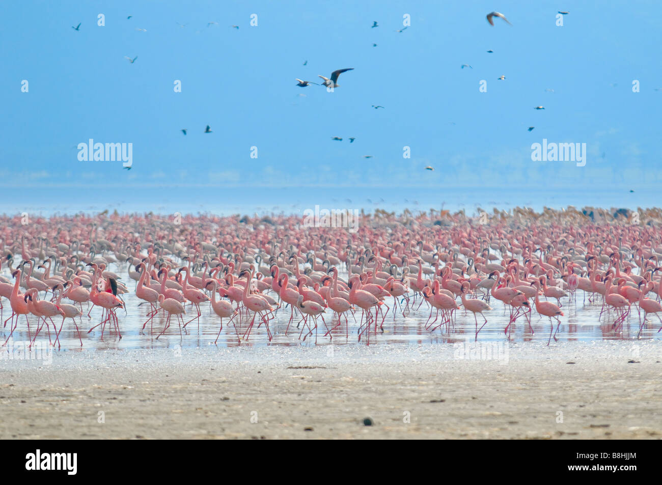 Troupeaux de flamants le lac Nakuru au Kenya Banque D'Images