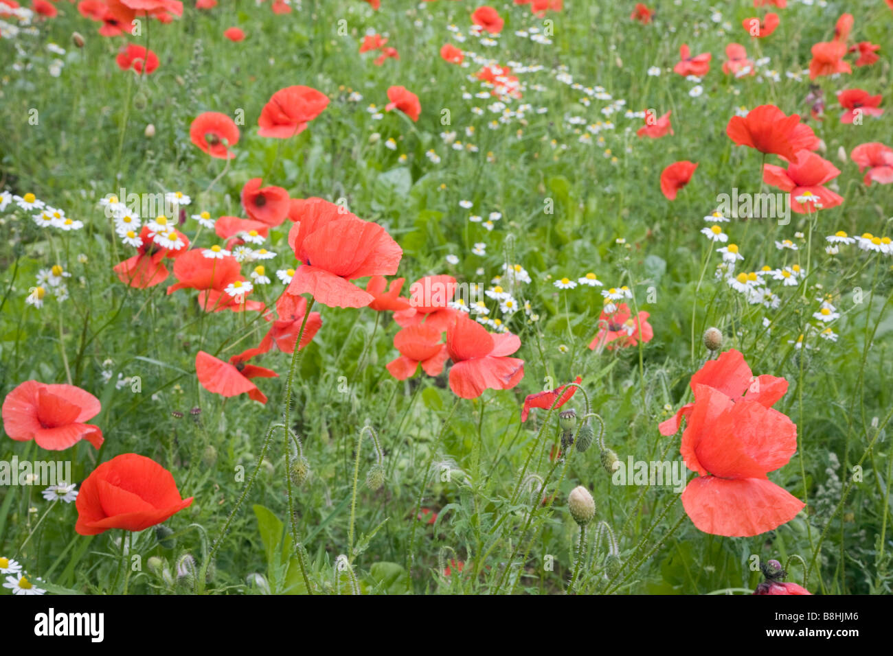 Pré de fleurs sauvages avec red Poppies (Papaver rhoeas) poussant dans un champ avec des fleurs de camomille (Matricaria perforata) en été la campagne. England UK Banque D'Images