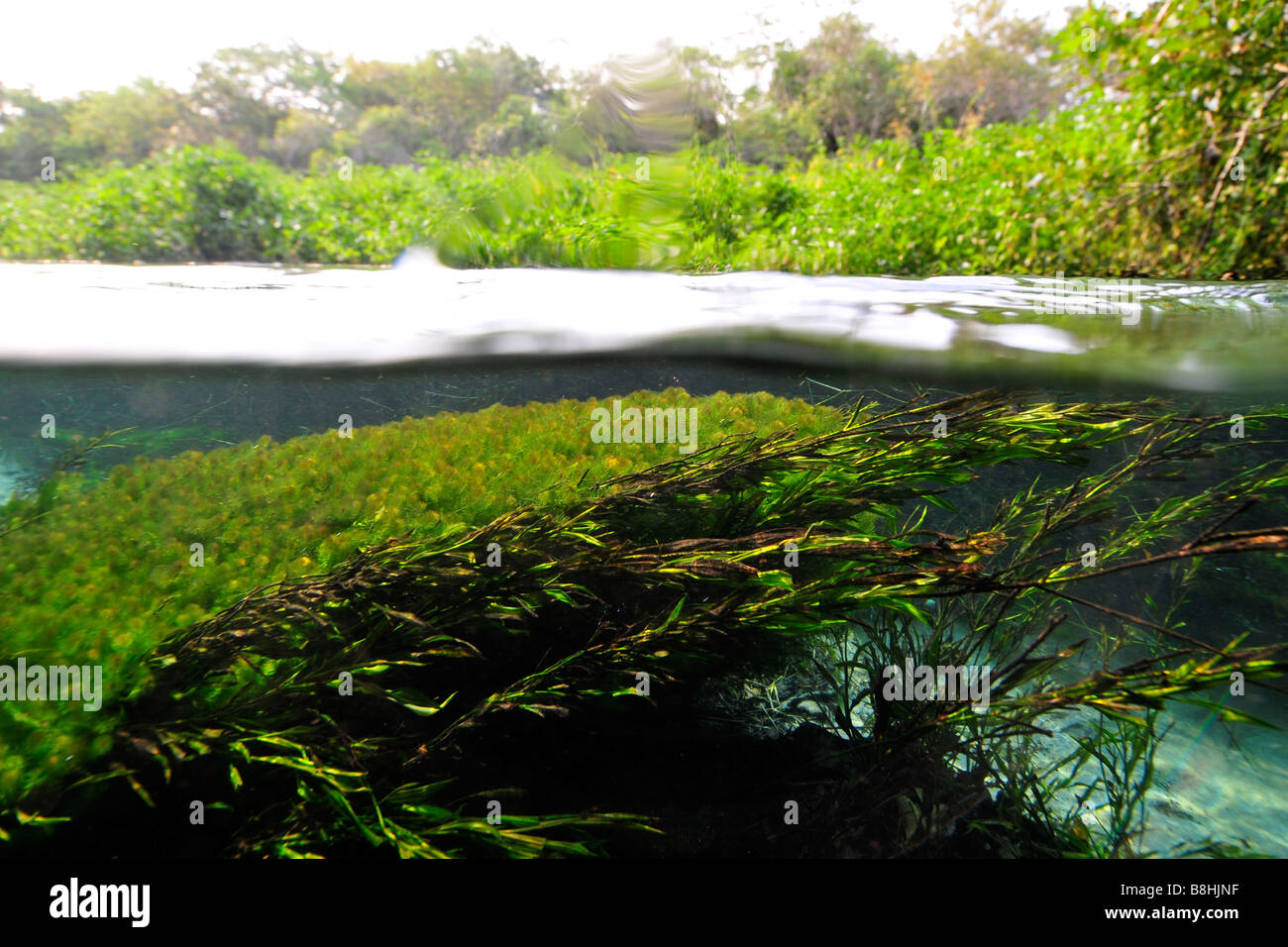 Image fractionnée de la luxuriante végétation au-dessus et ci-dessous l'eau, fleuve Sucuri, bonite, Mato Grosso do Sul, Brésil Banque D'Images