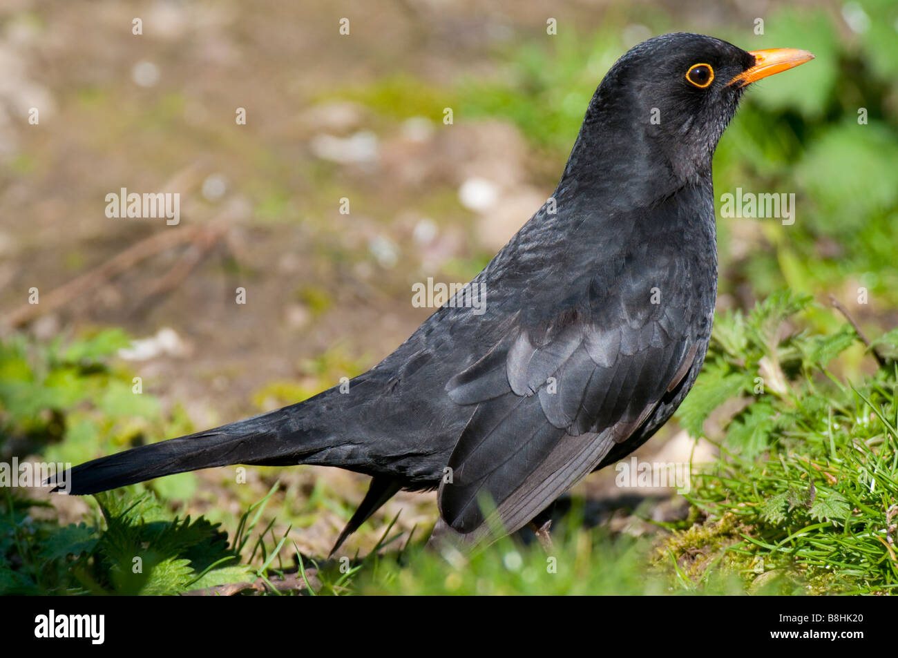 Amsel oder Schwarzdrossel (Turdus merula) Banque D'Images