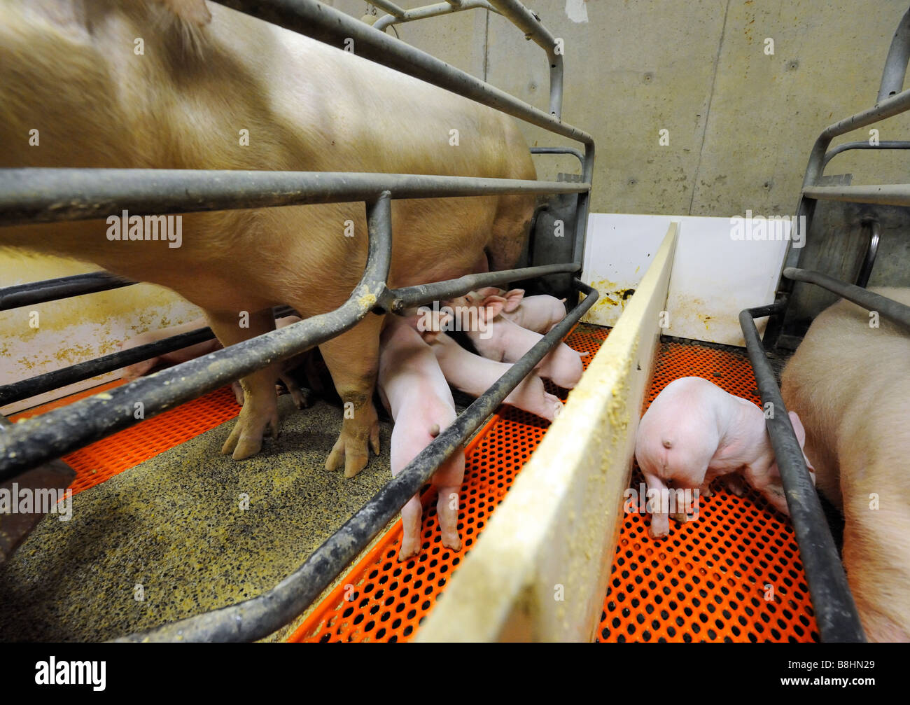 Les cochons de lait sur une ferme d'élevage de porcs modernes Banque D'Images