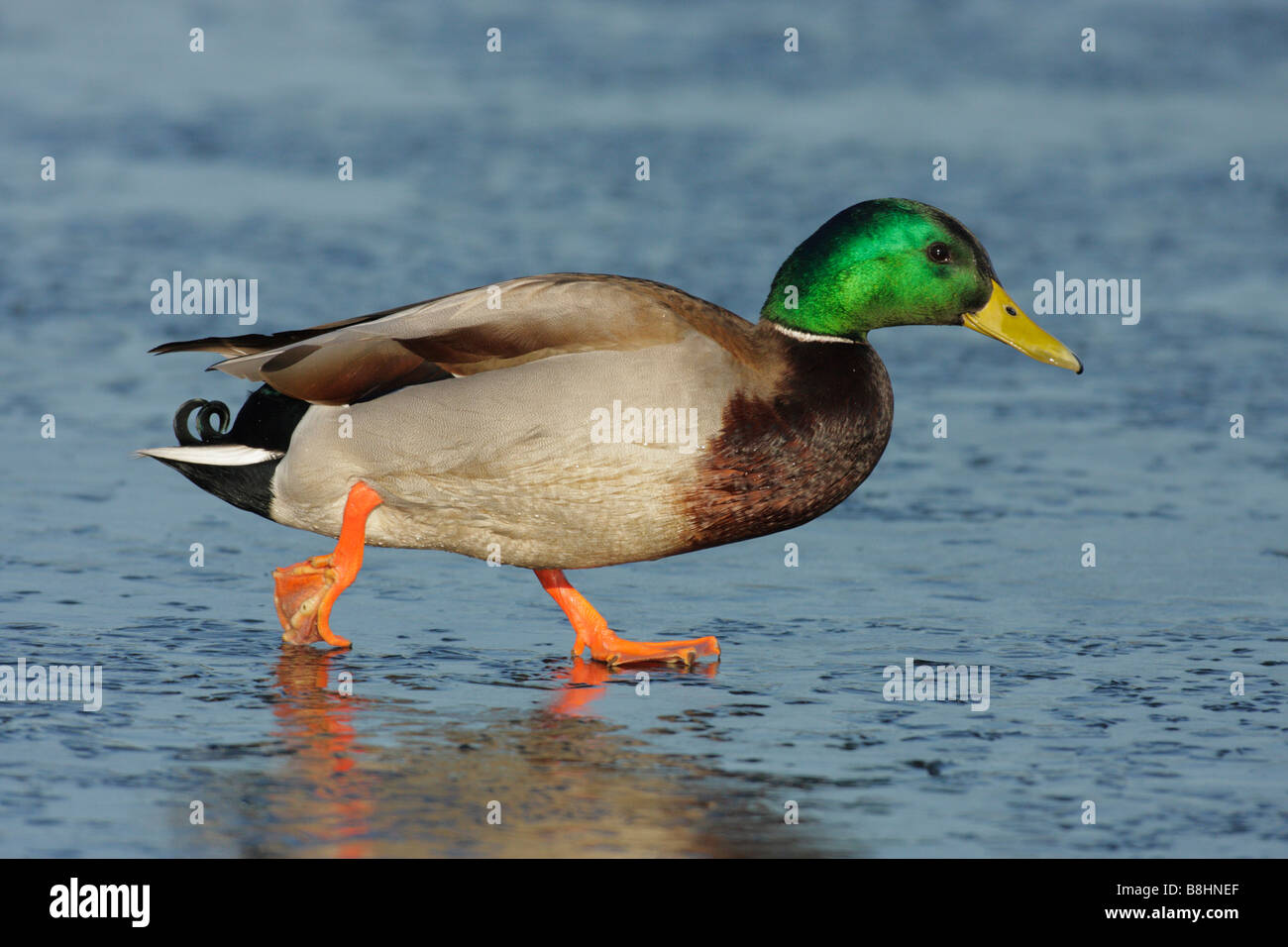 Canard Mallard drake marche sur frozen lagoon Victoria British Columbia Canada Banque D'Images