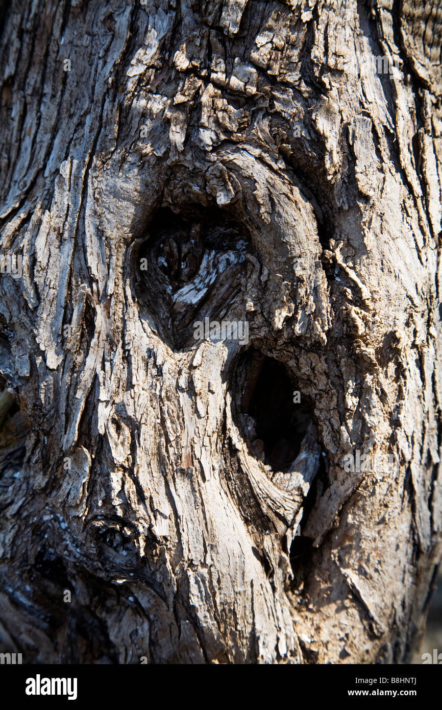 Près de l'image du tronc et l'écorce d'un olivier Banque D'Images
