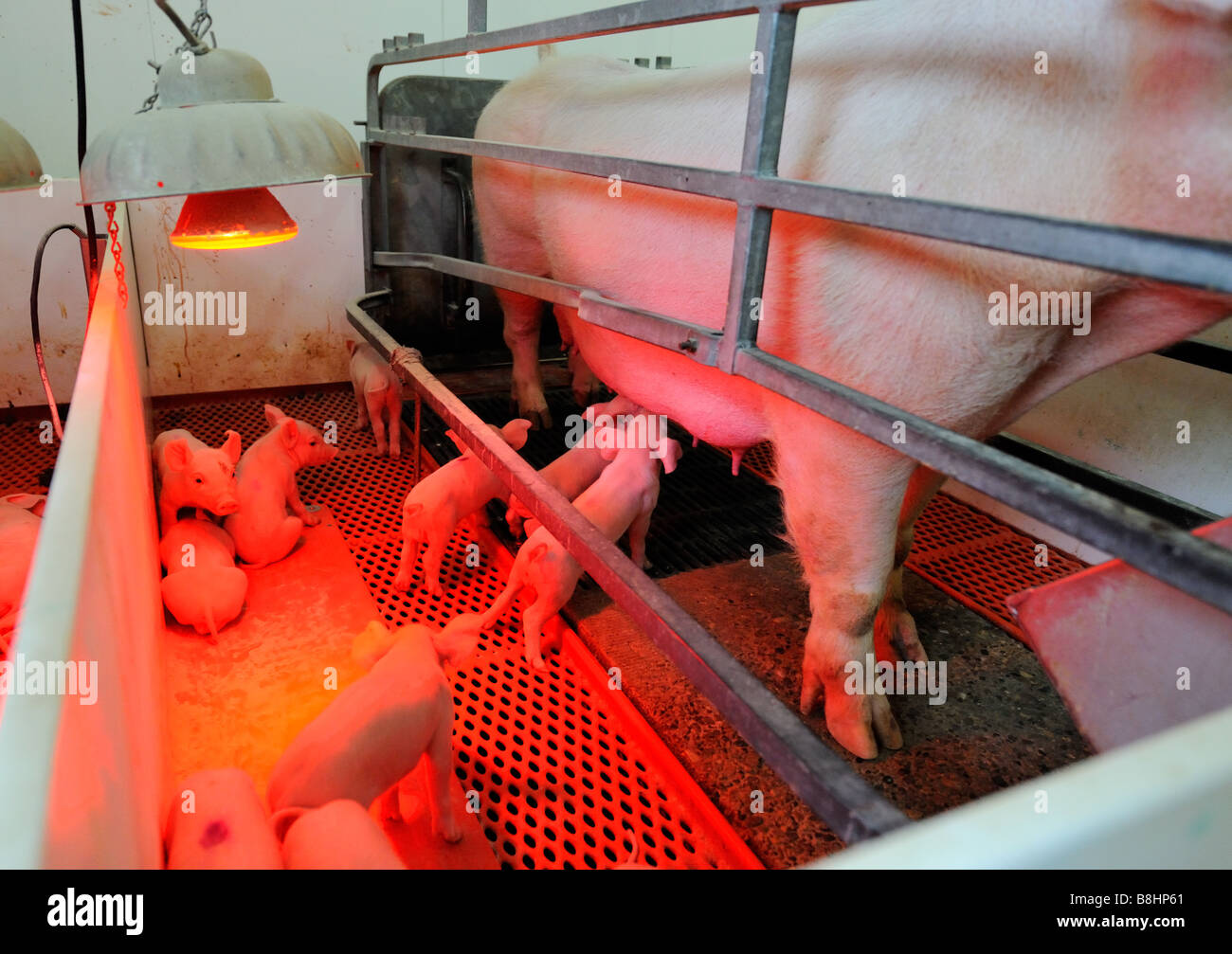 Les cochons de lait sur une ferme d'élevage de porcs modernes Banque D'Images