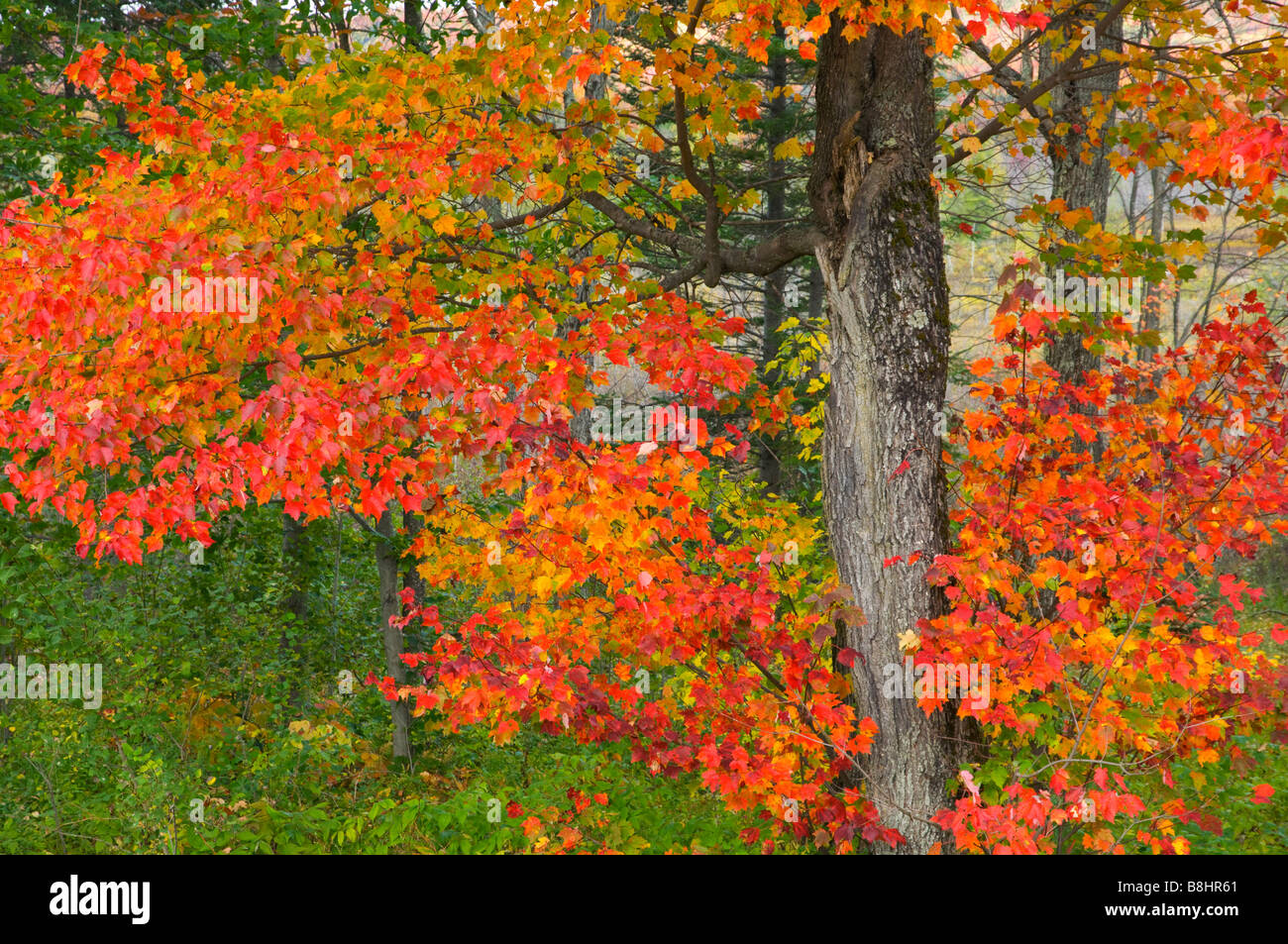 Un érable en feu avec la couleur des feuilles d'automne dans les montagnes Adirondack dans l'État de New York USA Banque D'Images