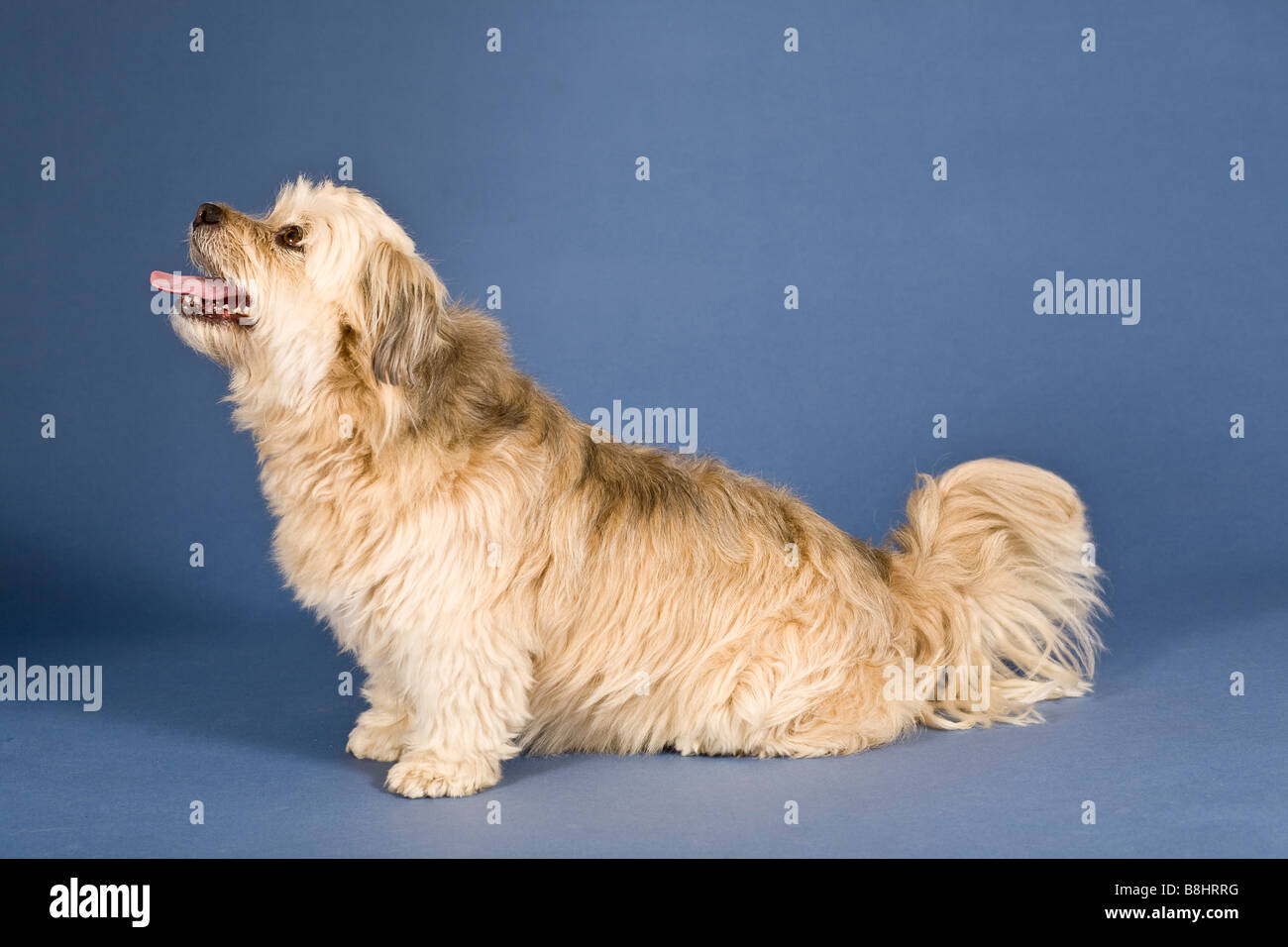 Tzu-Maltese Shih chien croix Banque D'Images