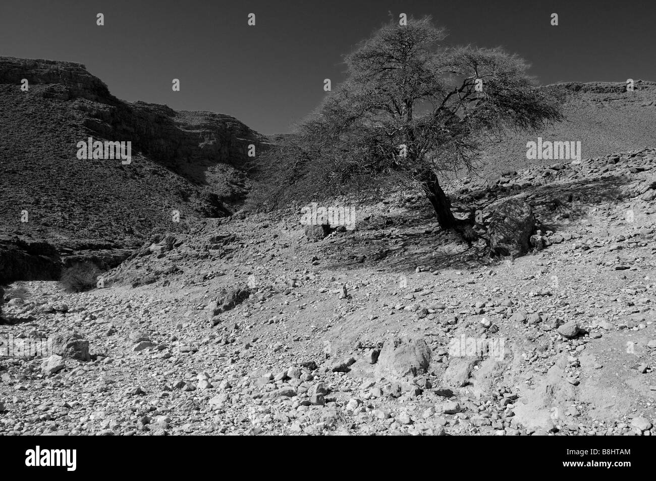 Avis de désert de Judée au sud de l'arbre d'accacia massada Banque D'Images