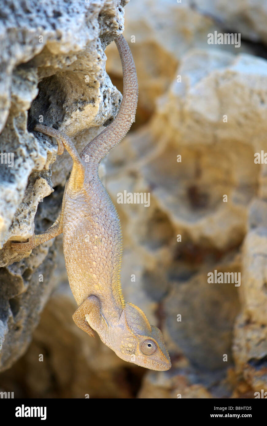 Coup de plein-corps d'un adulte de l'Oustalet Caméléon accroché vers le bas d'une plage rock. Banque D'Images