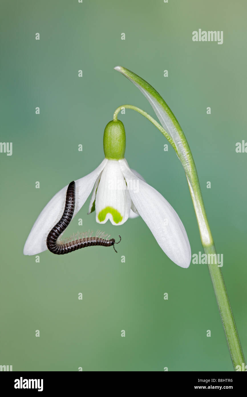 Mille-pattes Tachypodoiulus niger le Snowdrop Galanthus rivalis commun Banque D'Images