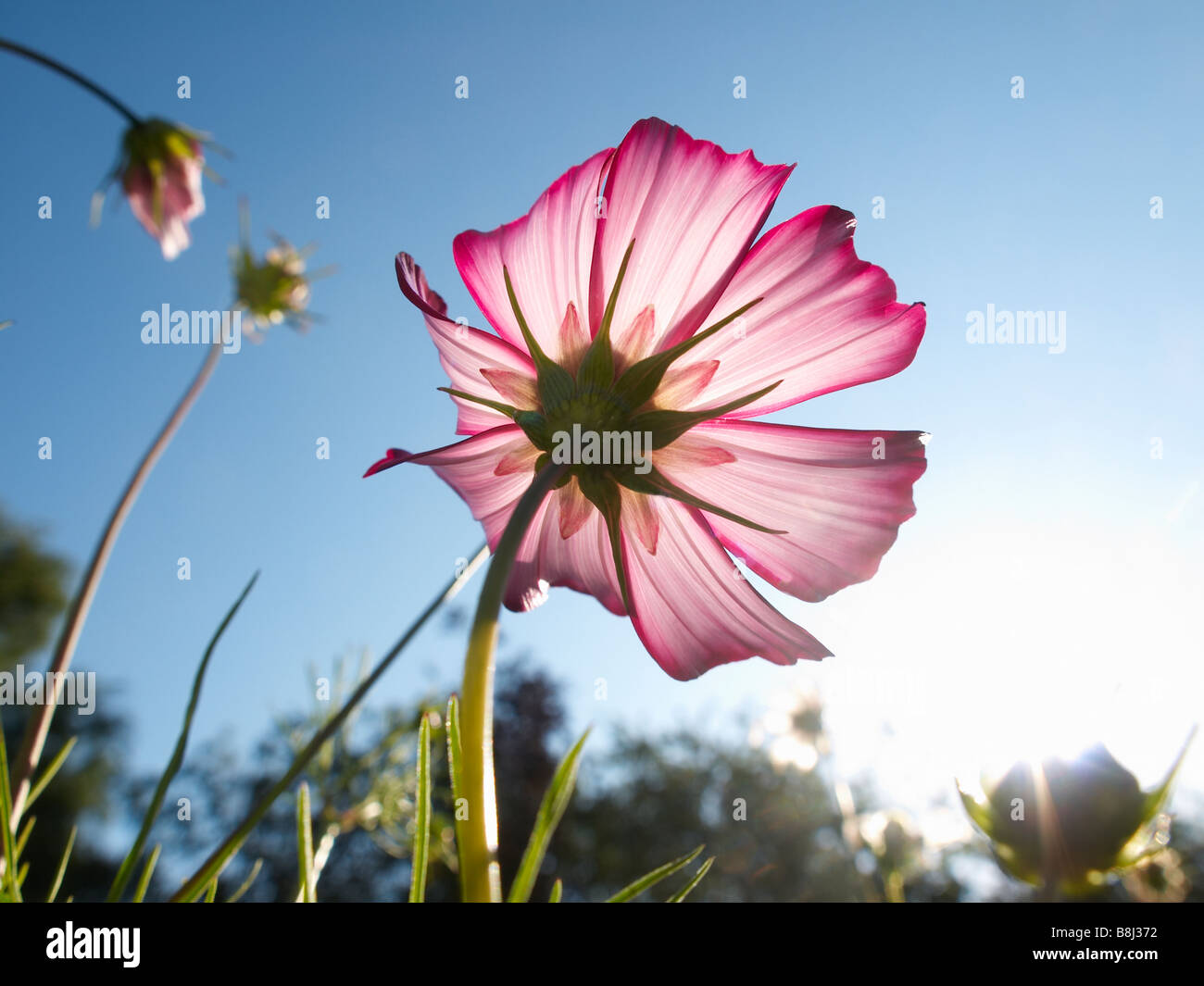 Fleur Cosmos contre le soleil. Banque D'Images