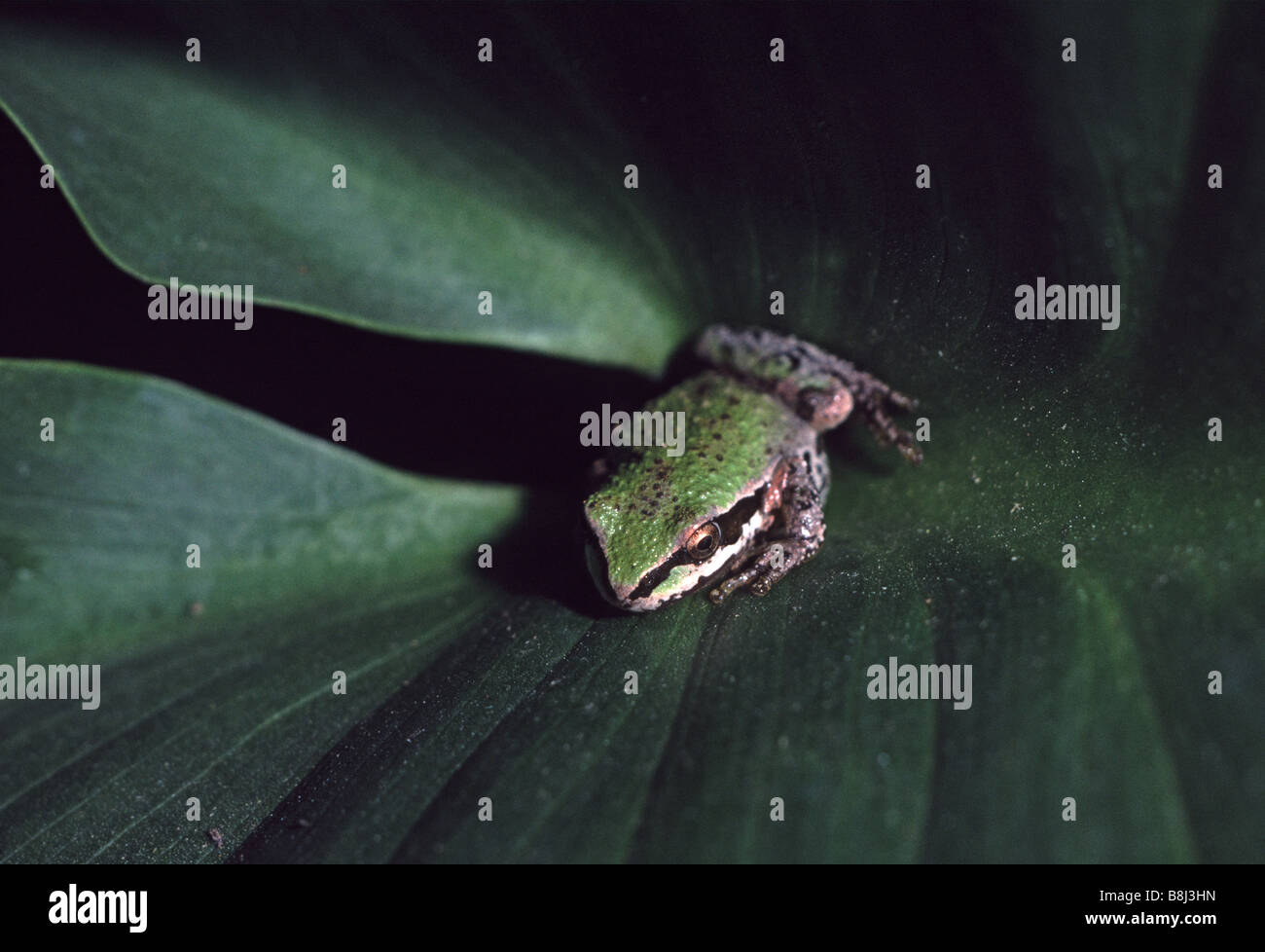 Rainette du Pacifique Hyla regilla sur une calla lily leaf California USA phase de vert Banque D'Images