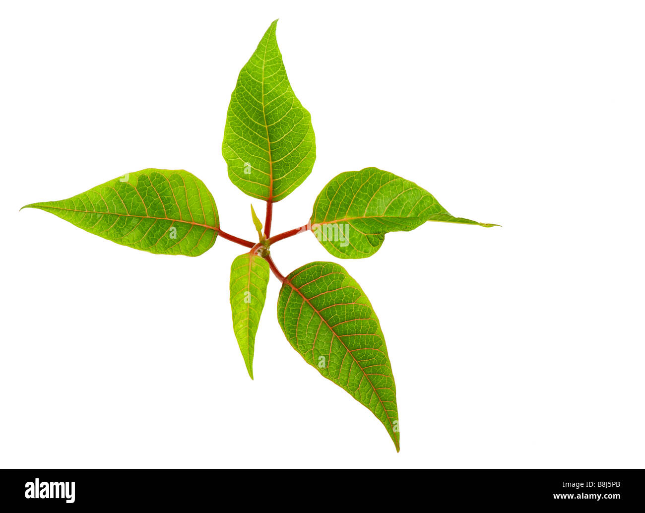 Plante verte sur un fond blanc. Un gros plan. Banque D'Images