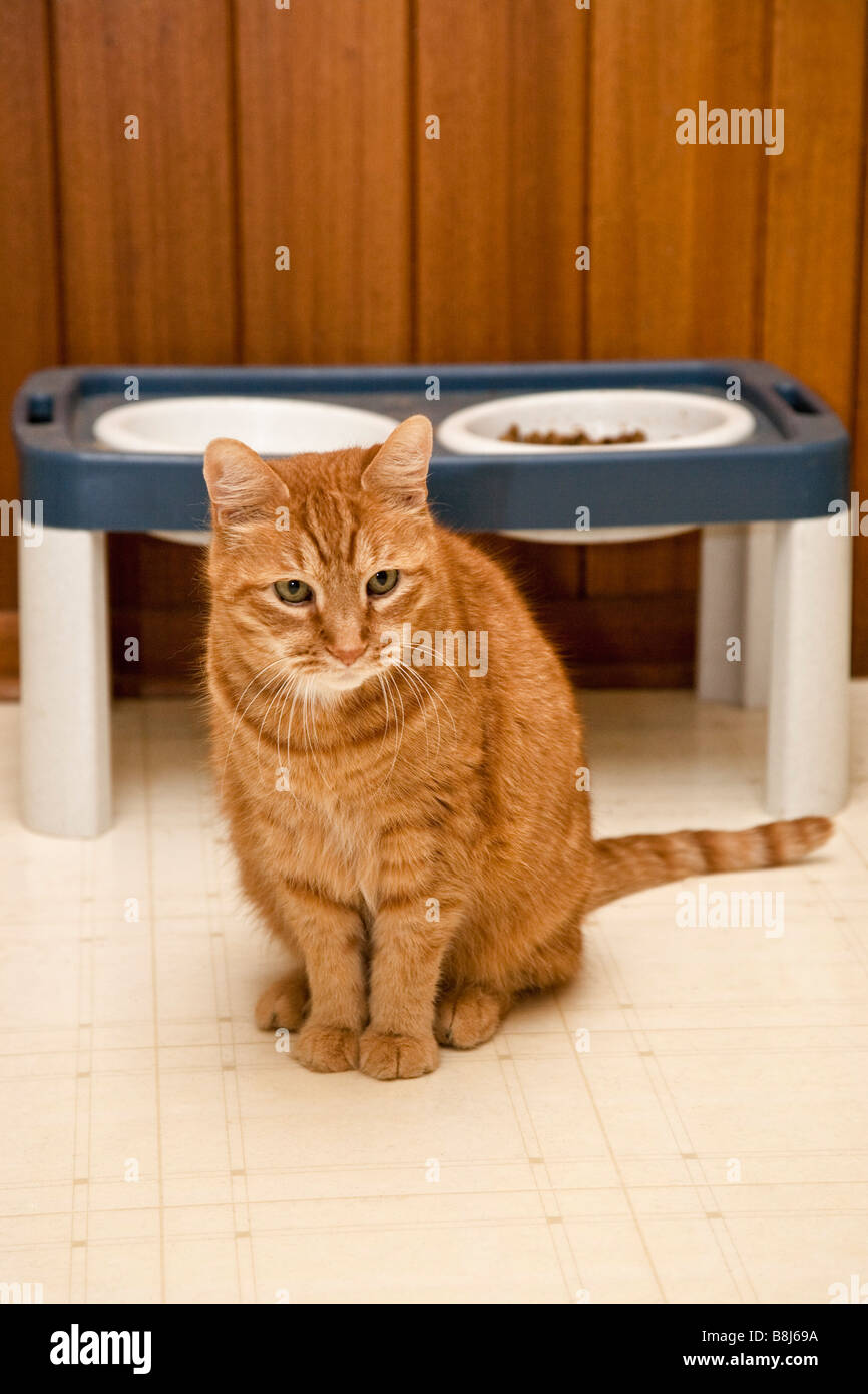 Chat tigré Orange garde le chien pour l'alimentation et des bols d'eau. Banque D'Images