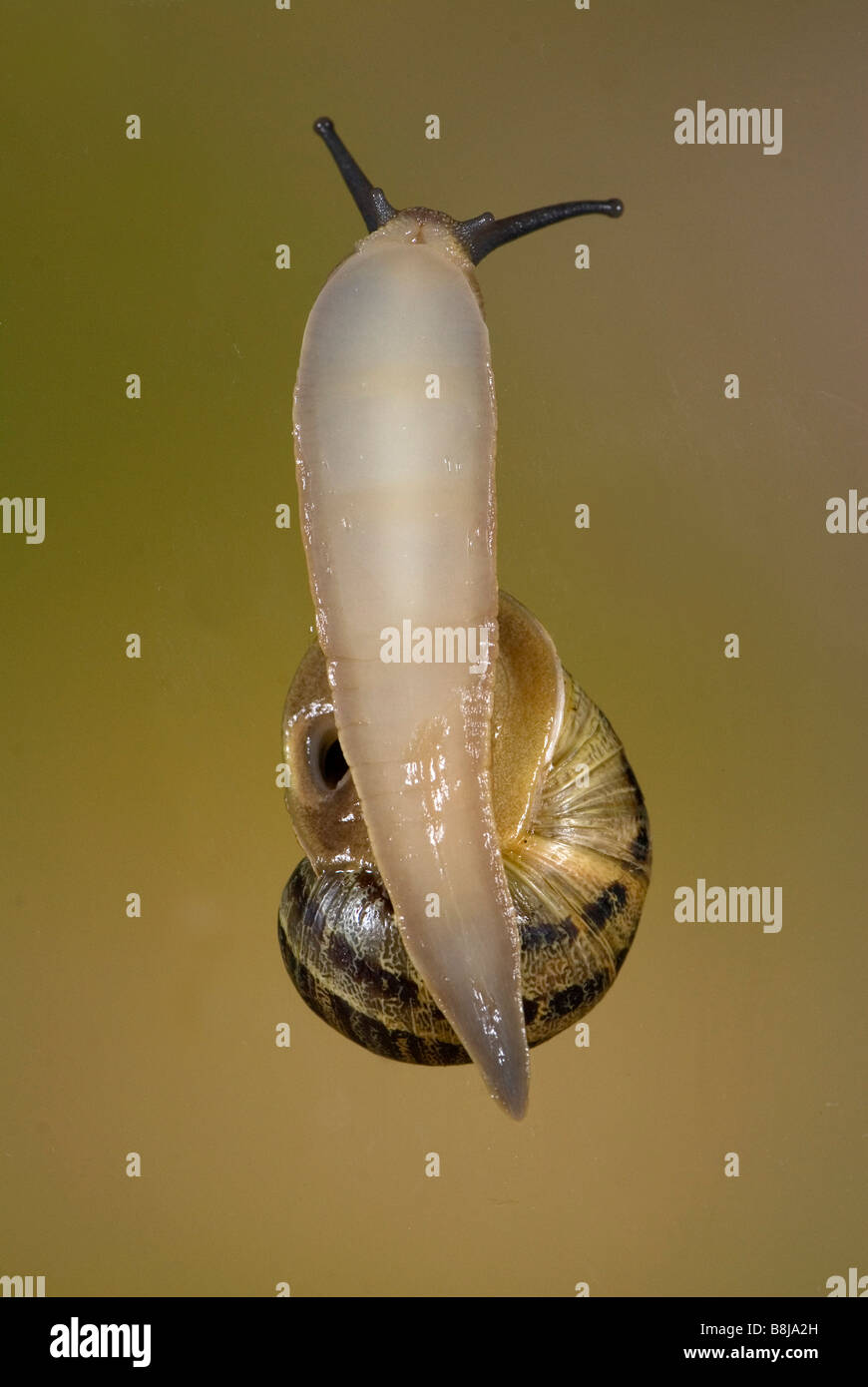 Escargot Helix aspersa sur verre Banque D'Images