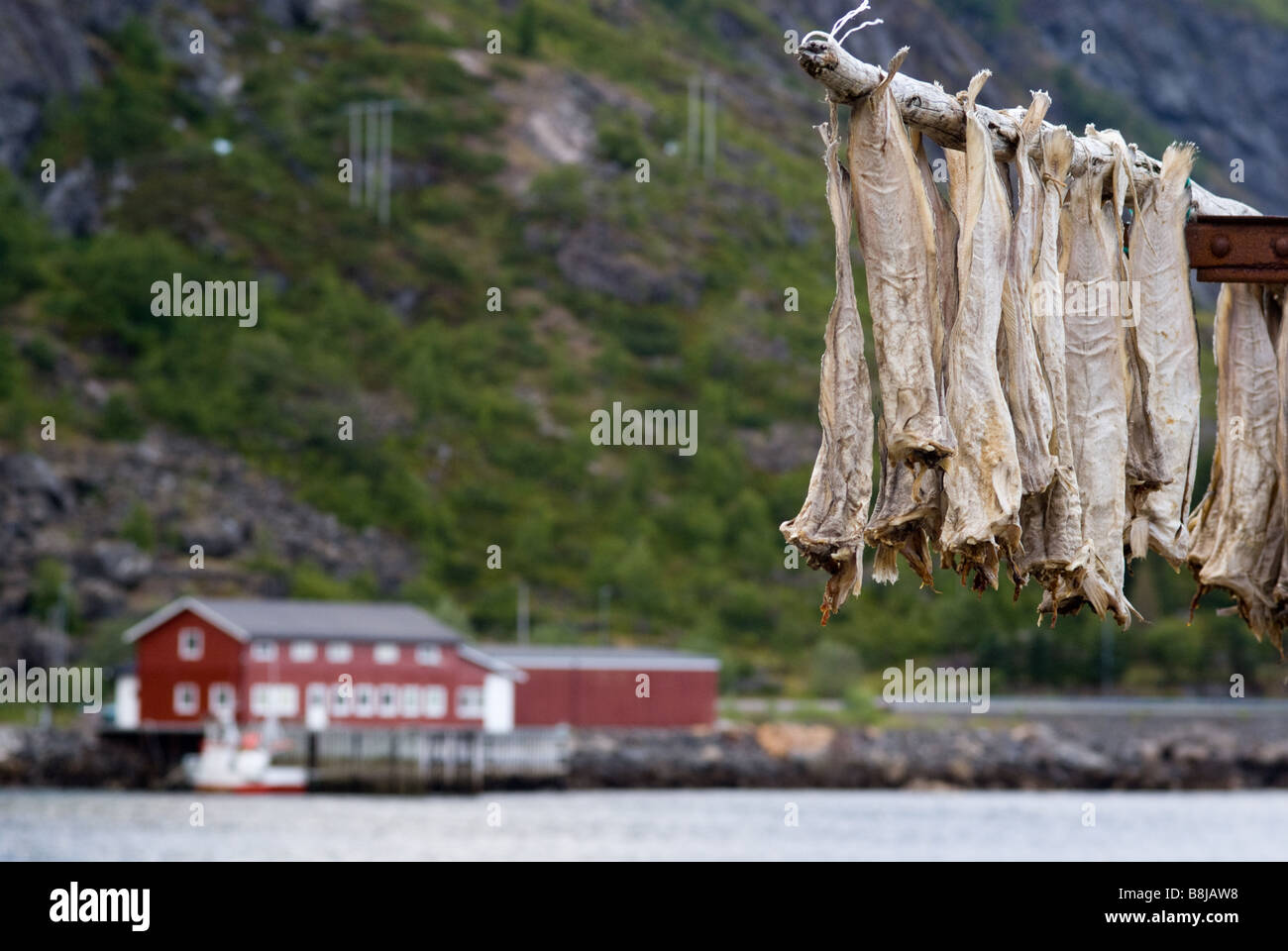 Stockfish (morue séchée), Moskenes, Moskenesøya, Lofoten, Nordland, Norvège, Scandinavie Banque D'Images