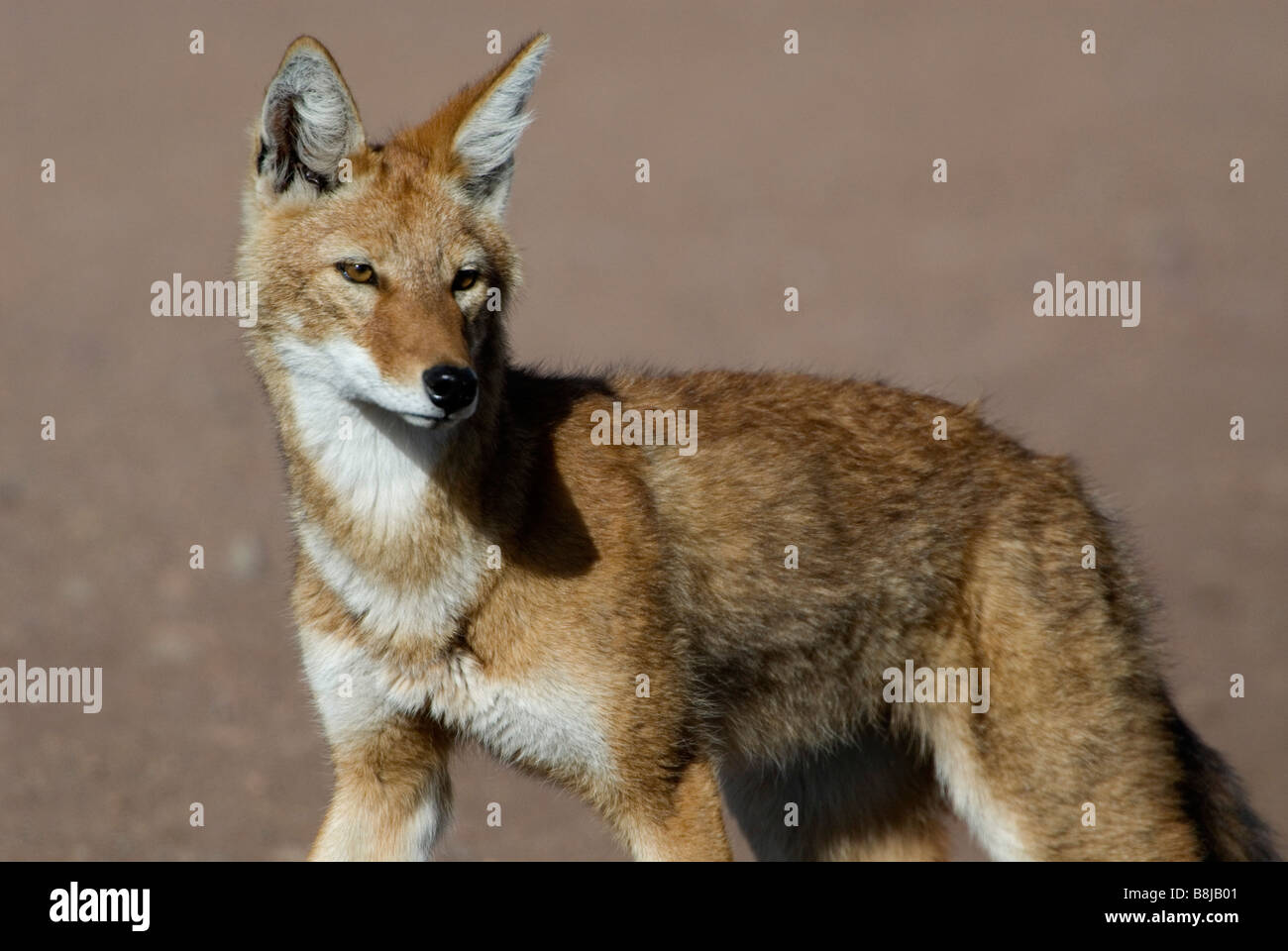 Loup éthiopien Canis simensis Éthiopie de balle Banque D'Images