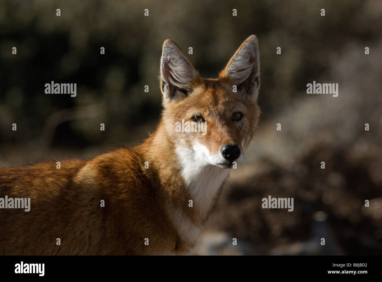 Loup éthiopien Canis simensis Éthiopie de balle Banque D'Images