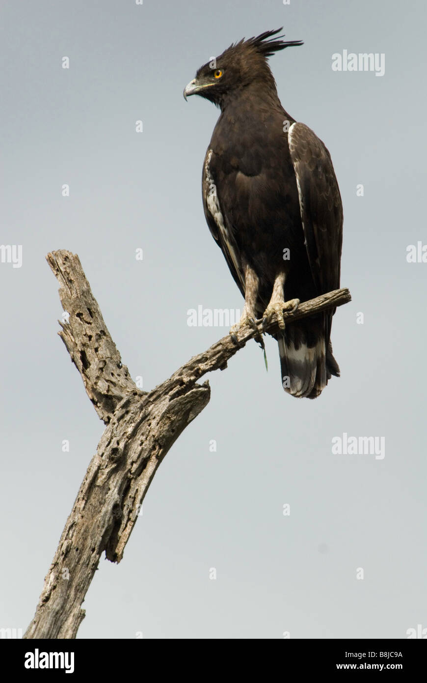 Aigle couronné Stephanoaetus coronatus Ethiopie Banque D'Images