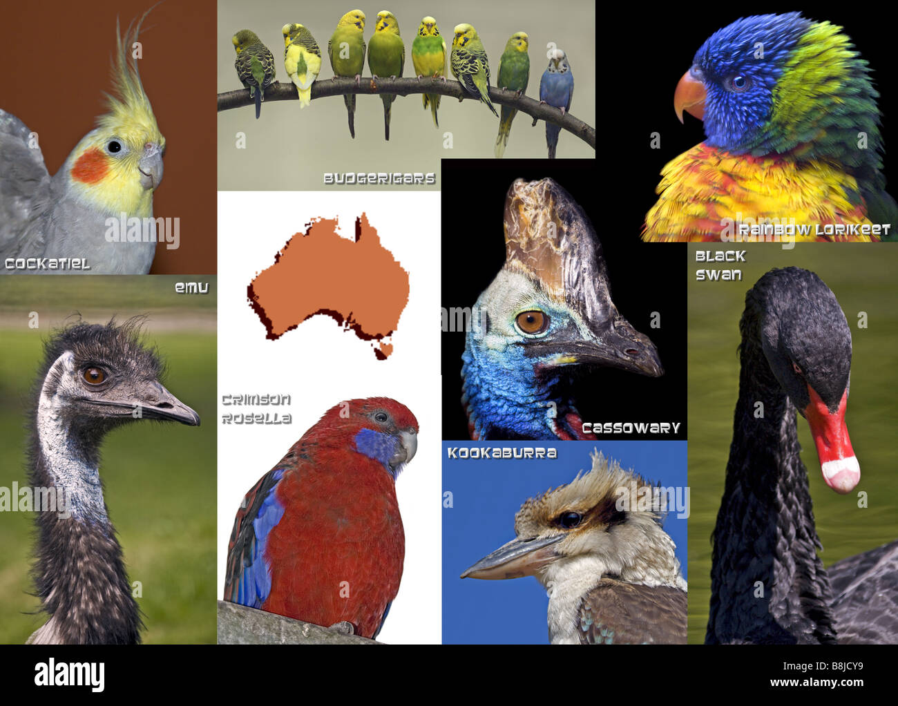 Collection oiseaux australiens Banque D'Images