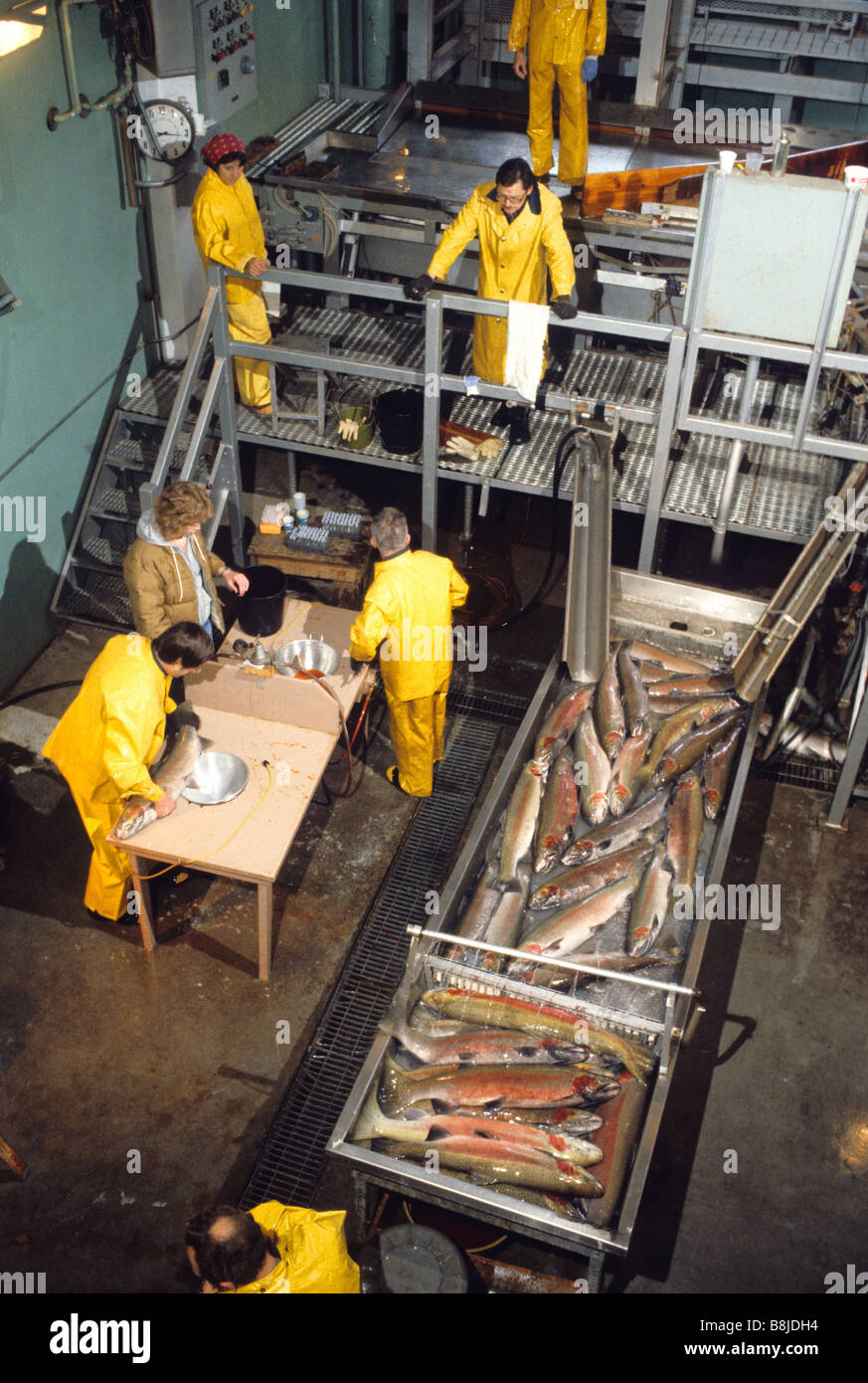 National Fish Hatchery Dworshak situé sur la rivière Clearwater dans le Nez Percé avec réservation gratuite près de Orofino Florida Banque D'Images