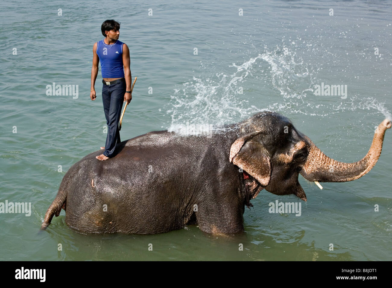 Le bain des éléphants dans la rivière Rapti Rapoti en parc national Royal de Chitwan Népal Banque D'Images