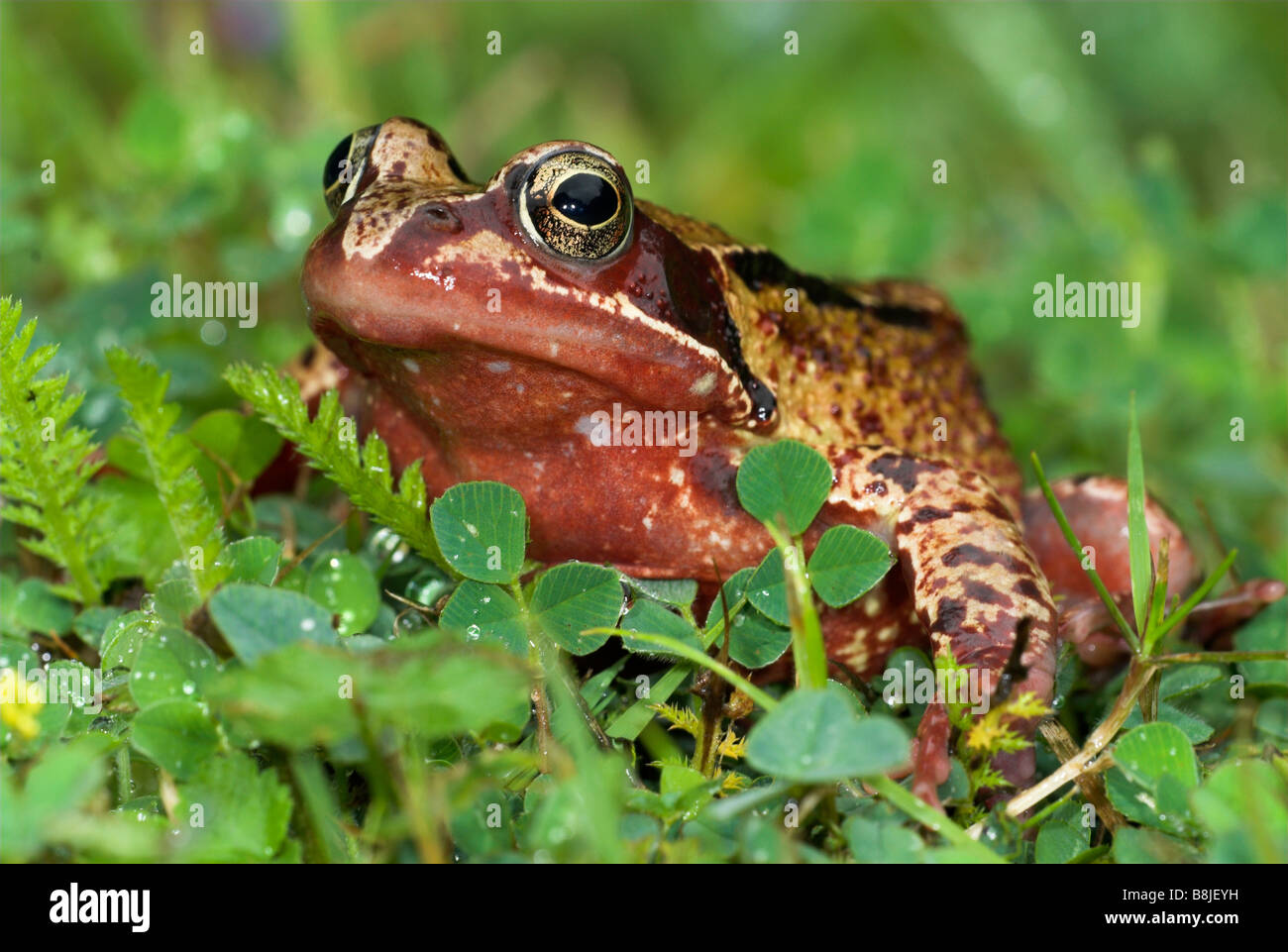 Grenouille Rousse Rana temporaria in garden Banque D'Images